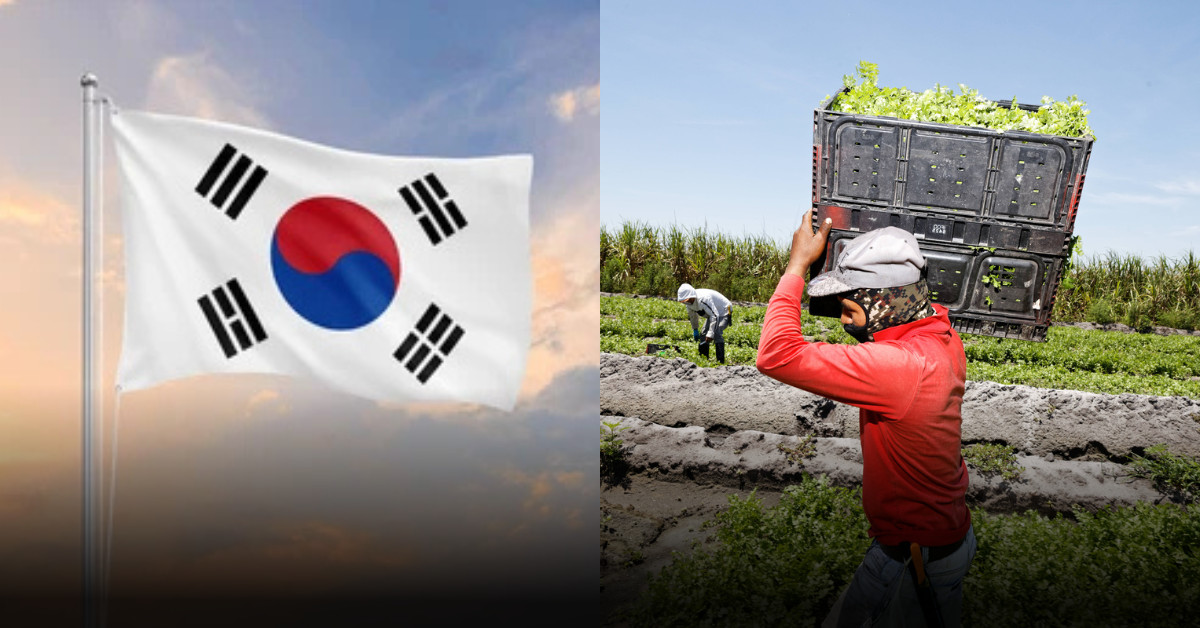 Step-by-Step Process to Apply for Farm in South Korea Opportunities