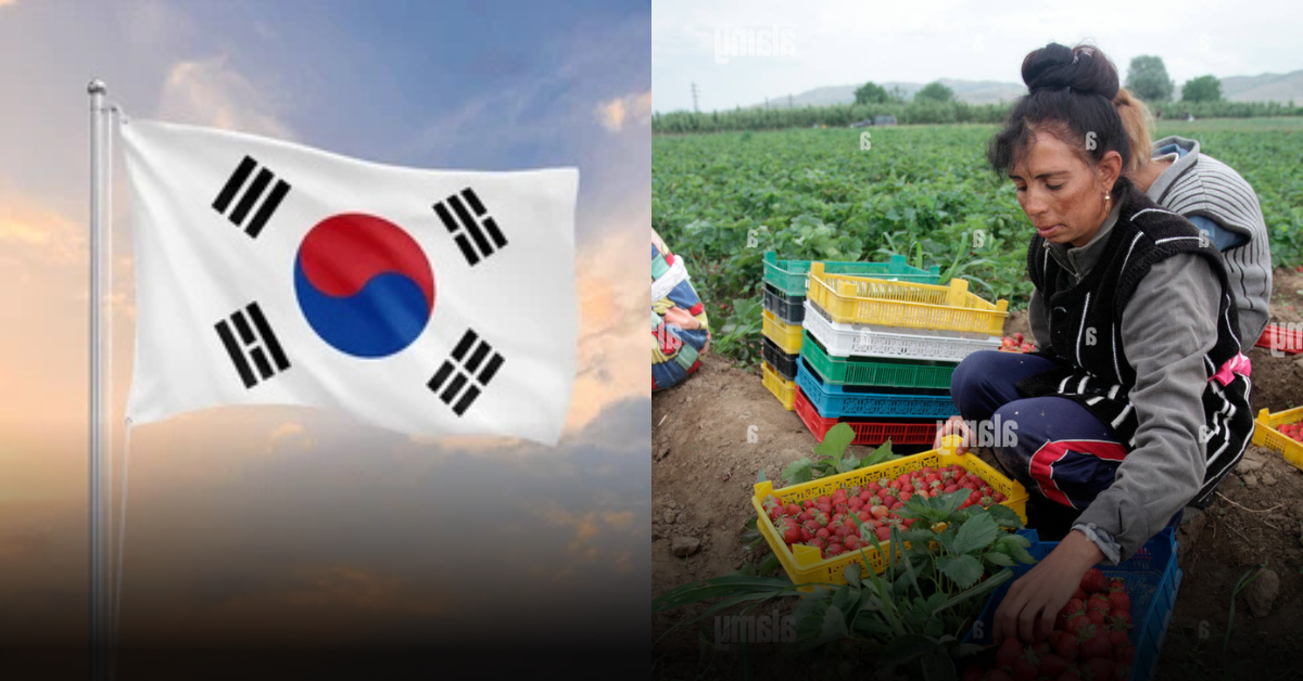 Step-by-Step Process to Apply for Fruit Picking in South Korea Opportunities
