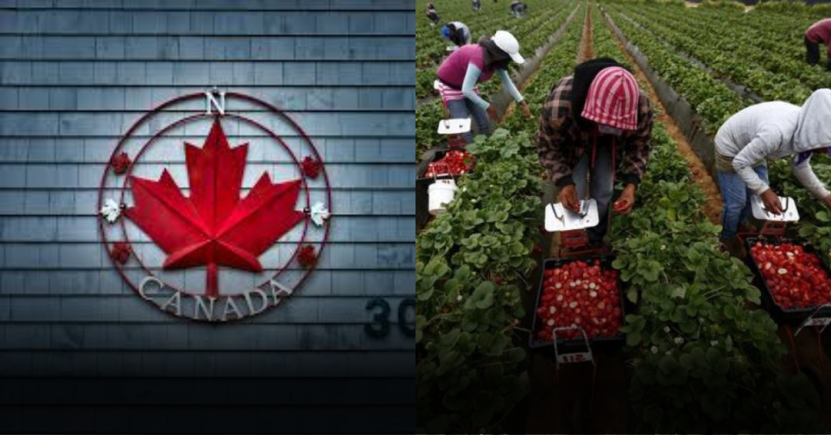 Latest Fruit Picking Job in Canada Openings for Unskilled Workers (2025)