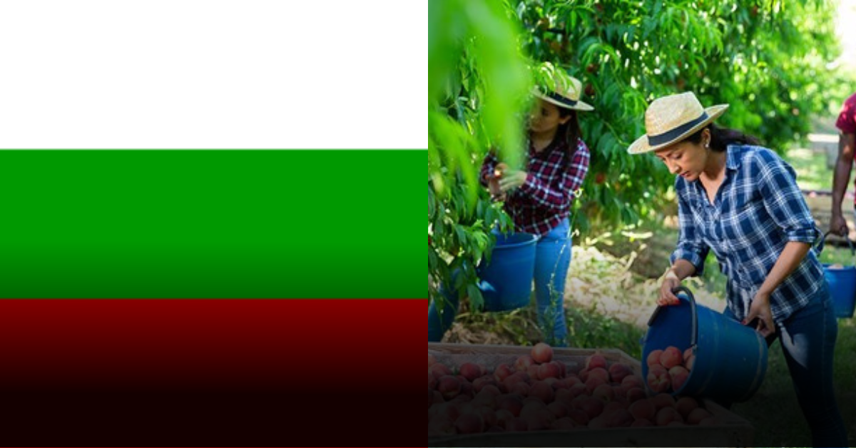 Trends in Hiring Unskilled Workers in Bulgaria Fruit Picking 2025