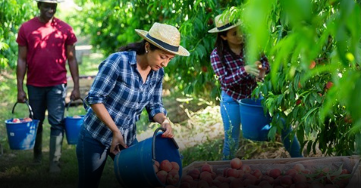 Seasonal Fruit Farm Duties Abroad for Foreign Candidates